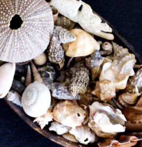 Muscheln und Meerfundstücke in einer Schale als Gestaltungselement für das psychotherapeutische Erstgespräch